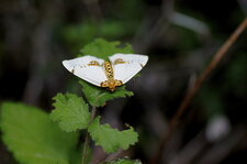 Papillon nocturne ?
