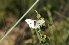 Piéride sp.