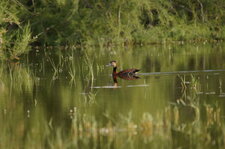 Dendrocygne sp.