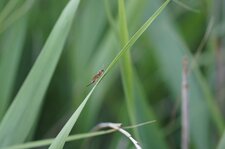 Tenthrède sp.