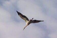 Cigogne blanche