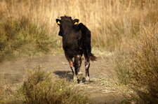 Taurillon