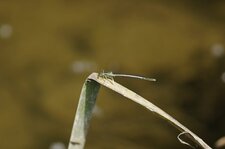 Agrion blanchâtre