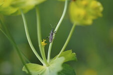 Dicranocephalus albipes - sous réserve