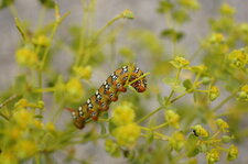 Chenille du sphinx de l