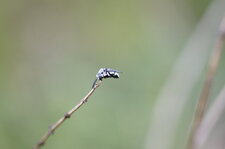 Melecta luctuosa