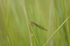 Agrion délicat