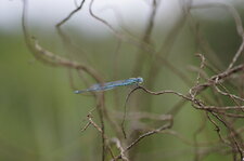 Agrion de Vander Linden - mâle
