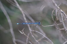 Agrion de Vander Linden - mâle
