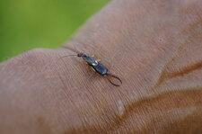Forficula auricularia