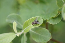 Une mouche