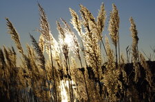 Phragmite des marais