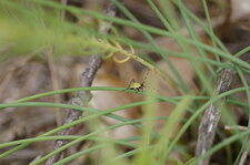 Larve de gonocerus sp. - sous réserve