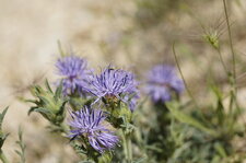 Fleurs de cardoncelle de Montpellier