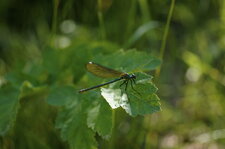 Caloptéryx éclatant femelle