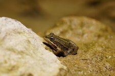 Grenouille de Perez - sous réserve