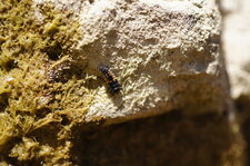 Larve de coccinelle