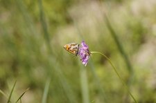 Mélitée sp.