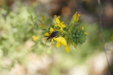 Rhinocoris iracundus