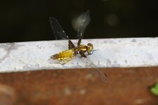 Libellule déprimée femelle