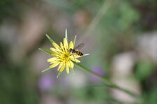 Syrphe à ceinture