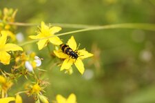 Clairon des abeilles