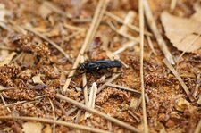 Asilidé sp.