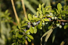 Eglantier en fruit
