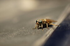 Bzzzzz...Aïe !