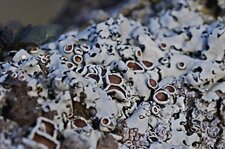 Parmelina sp.
