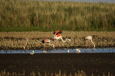 Flamants roses...
