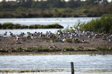 Matrenité à mouettes mélanocéphales