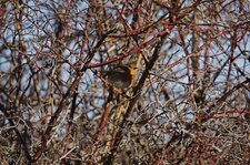 Rouge-gorge familier