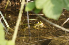 Grenouille verte