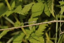 Agrion blanchâtre
