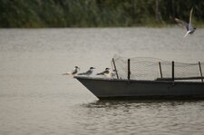 Des nouvelles des sternes pierregarin