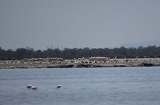 Colonie de flamants roses de l
