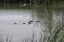 Netta rufina family