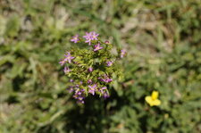 Centaurée naine