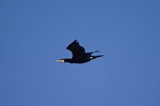 Grand cormoran mâle bagué