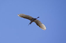 Grande aigrette
