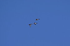 Trio de canards souchet