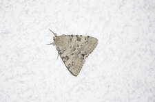 Noctuelle ?