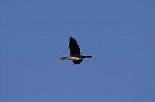 Grand cormoran juvénile
