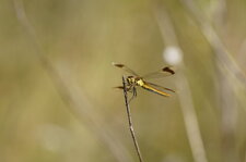 Sympetrum pedemontanum
