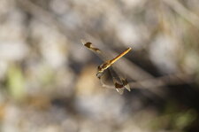 Sympetrum pedemontanum 