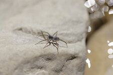 Araignée lycocidé