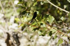 Calopteryx haemorrhoidalis
