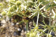 Rhinocoris des fleurs