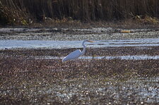 Grande aigrette